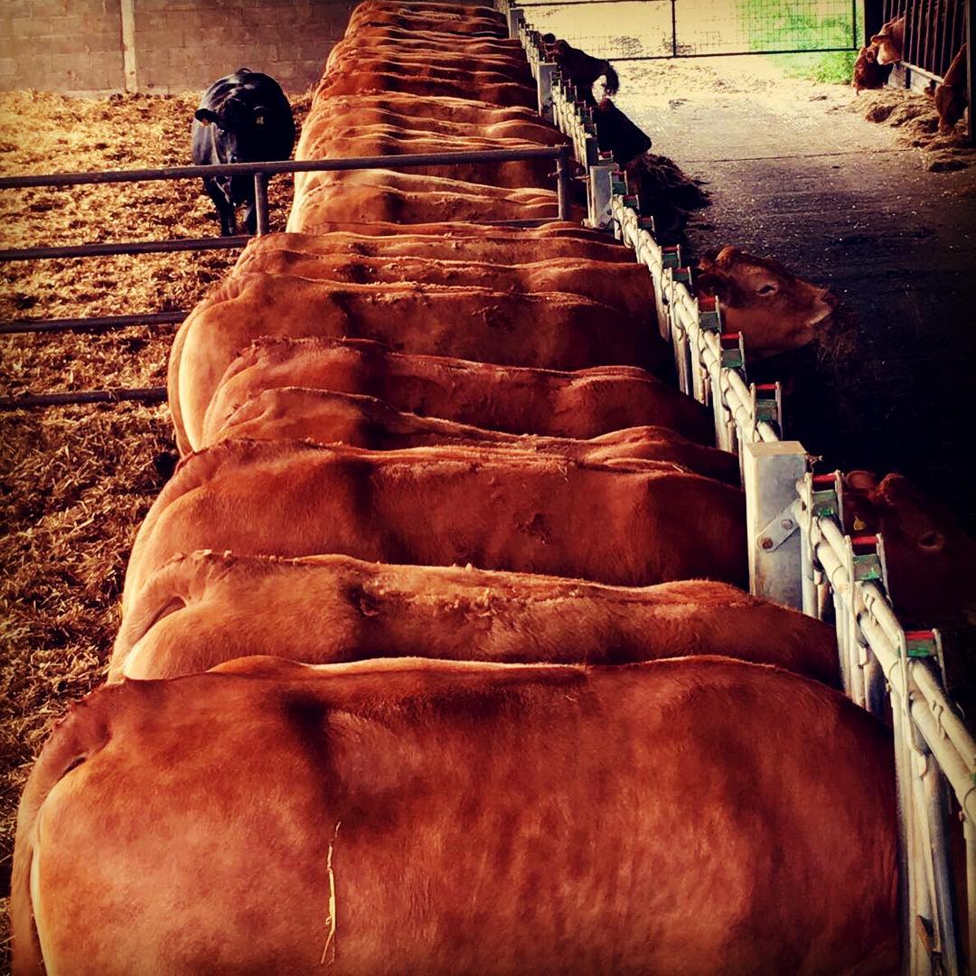 Healthy grass-fed Limousin Cattle for sale